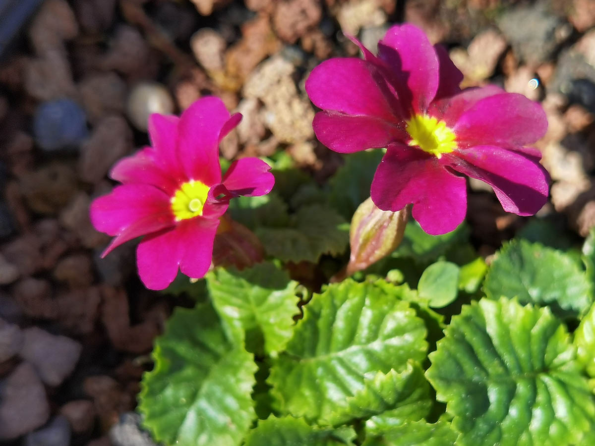 Primula 'Mrs Ferguson'
